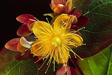 消息称微软将允许第三方厂商生产属于自己的Xbox主机